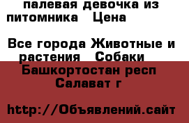 палевая девочка из питомника › Цена ­ 40 000 - Все города Животные и растения » Собаки   . Башкортостан респ.,Салават г.